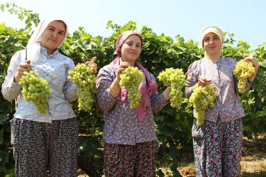 Manisa’da, ünü sınırları aşan çekirdeksiz Sultani üzümde hasat tarihi belli oldu