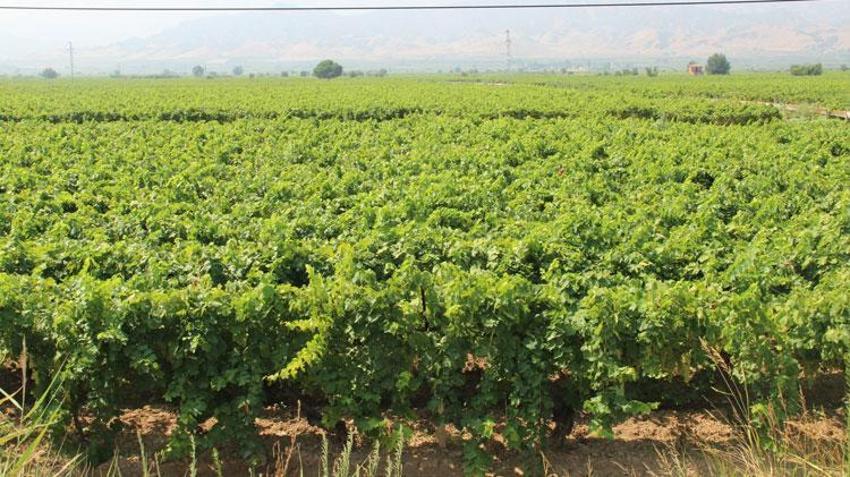 Manisa’da, ünü sınırları aşan çekirdeksiz Sultani üzümde hasat tarihi belli oldu