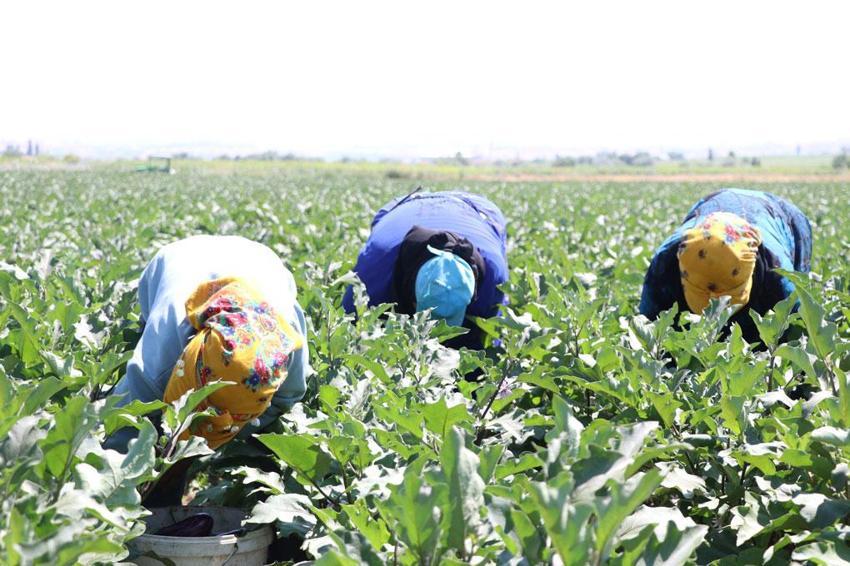 Kayseri'nin coğrafi işaretli Yamula patlıcanında hasat başladı: 50 farklı çeşitte değerlendiriliyor