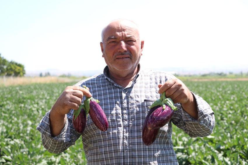 Kayseri'nin coğrafi işaretli Yamula patlıcanında hasat başladı: 50 farklı çeşitte değerlendiriliyor