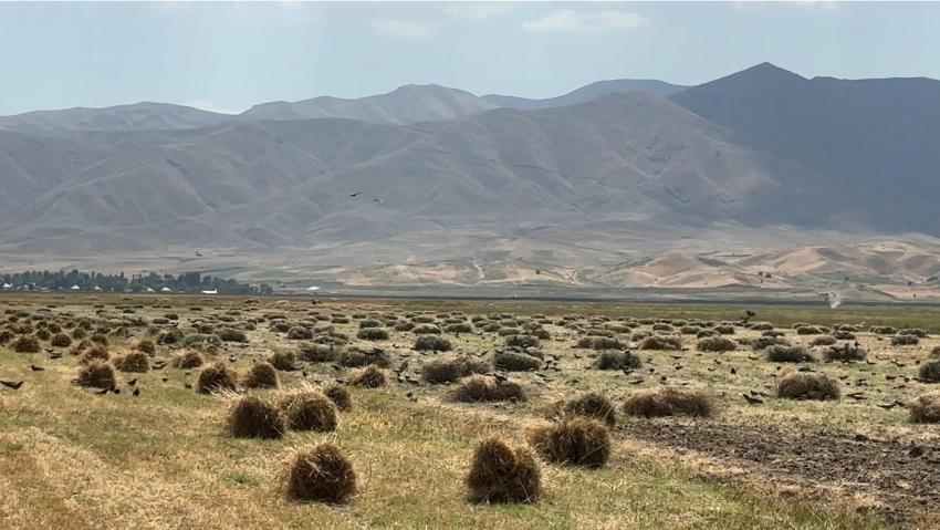 Yüksekova'da çiftçilerin buğday hasadı sabahın ilk ışıklarından gün batımına kadar sürdürüyor