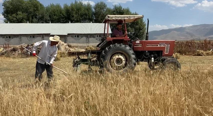 Yüksekova'da çiftçilerin buğday hasadı sabahın ilk ışıklarından gün batımına kadar sürdürüyor