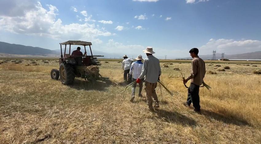 Yüksekova'da çiftçilerin buğday hasadı sabahın ilk ışıklarından gün batımına kadar sürdürüyor