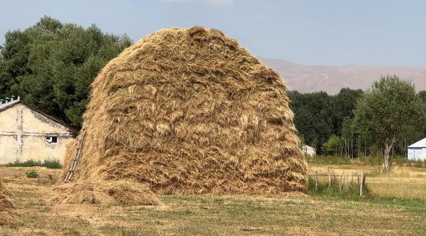 Yüksekova'da çiftçilerin buğday hasadı sabahın ilk ışıklarından gün batımına kadar sürdürüyor