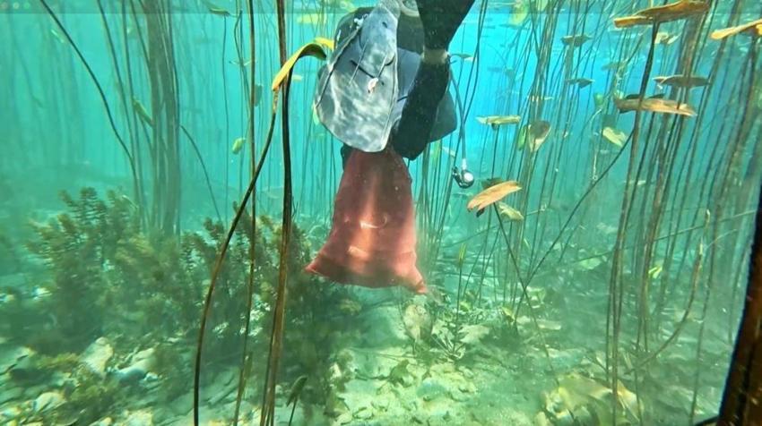 Antalya'da dalgıçlar karşılaştı: Gözlerine inanamayıp kayda aldılar