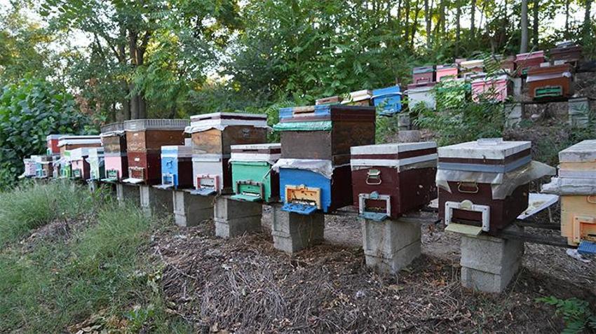 Sadece ayçiçeği değil altın nektar: 100 kovandan 1,5 tonluk dev hasat