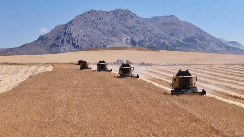 Türkiye yüzde 50'ini Sivas'ta üretiyor: Hasat başladı, kat kat artıyor