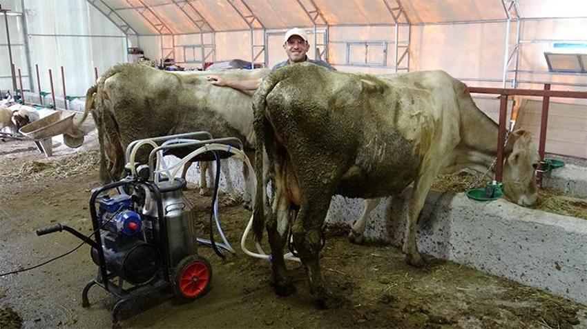 Masa başını bıraktı, çiftlik kurdu: Dijital pazarlamacı Erzurum'da inek sağmaya başladı!