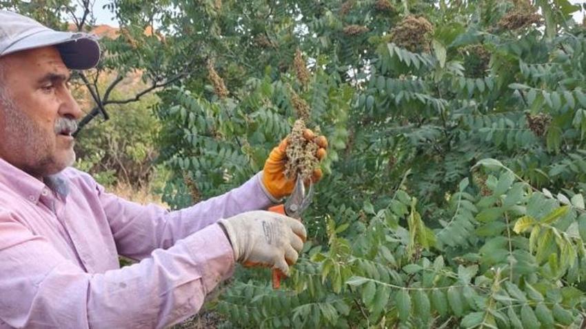 Ekmiyorlar, doğada kendiliğinden yetişiyor! Elazığ’da kilosu 350 liraya ulaştı: Kapış kapış gidiyor