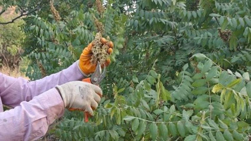 Ekmiyorlar, doğada kendiliğinden yetişiyor! Elazığ’da kilosu 350 liraya ulaştı: Kapış kapış gidiyor