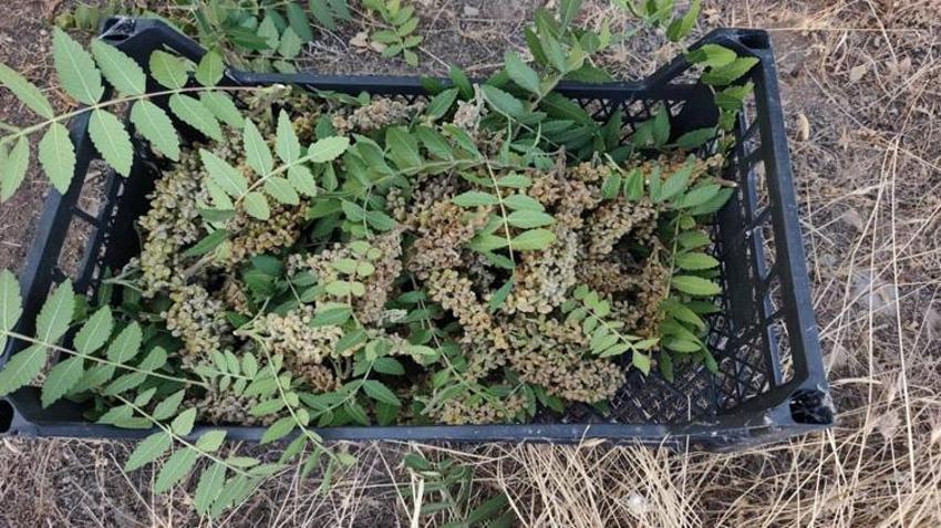 Ekmiyorlar, doğada kendiliğinden yetişiyor! Elazığ’da kilosu 350 liraya ulaştı: Kapış kapış gidiyor