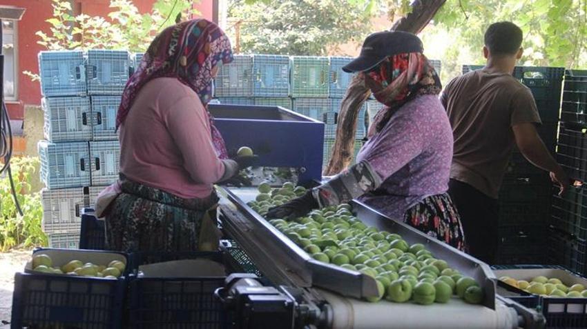 Sadece Kazdağları’nın eteklerinde yetişiyor! Kilosu 60 liraya kadar çıktı, hasadı başladı