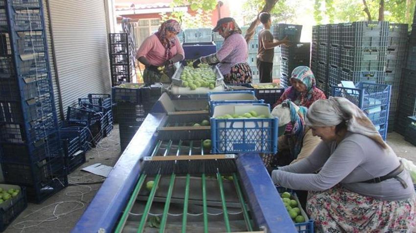 Sadece Kazdağları’nın eteklerinde yetişiyor! Kilosu 60 liraya kadar çıktı, hasadı başladı