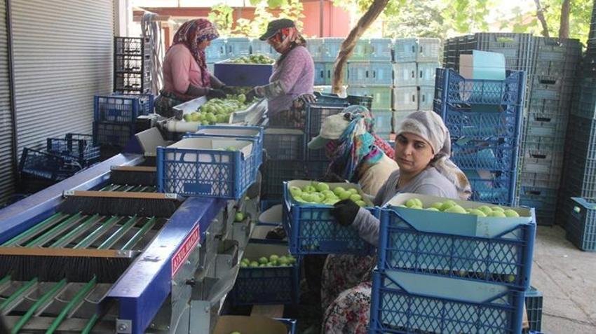 Sadece Kazdağları’nın eteklerinde yetişiyor! Kilosu 60 liraya kadar çıktı, hasadı başladı