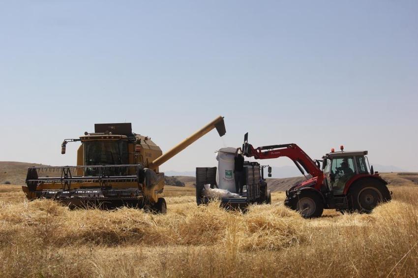 Sivas'ta toprakla ilk kez buluştu: 5 farklı çeşit hasat edildi