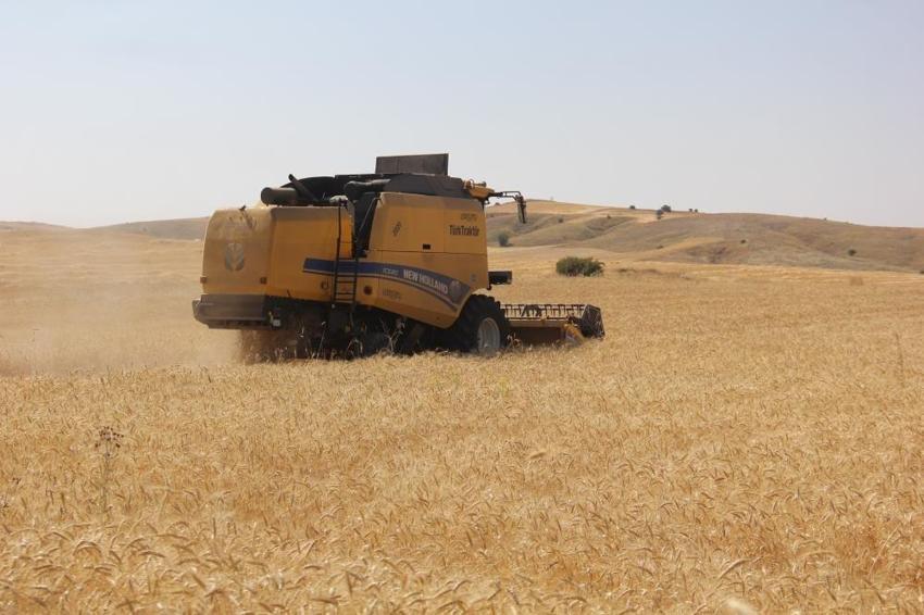 Sivas'ta toprakla ilk kez buluştu: 5 farklı çeşit hasat edildi