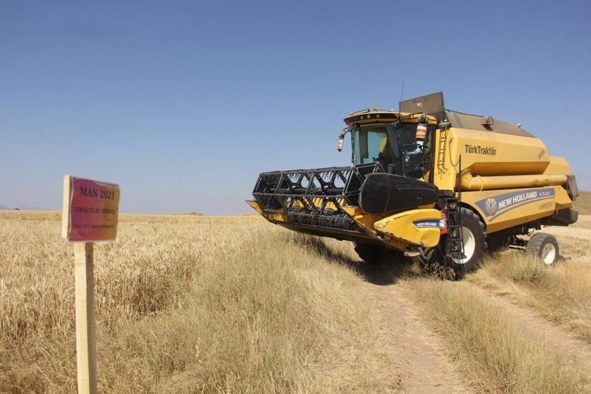 Sivas'ta toprakla ilk kez buluştu: 5 farklı çeşit hasat edildi