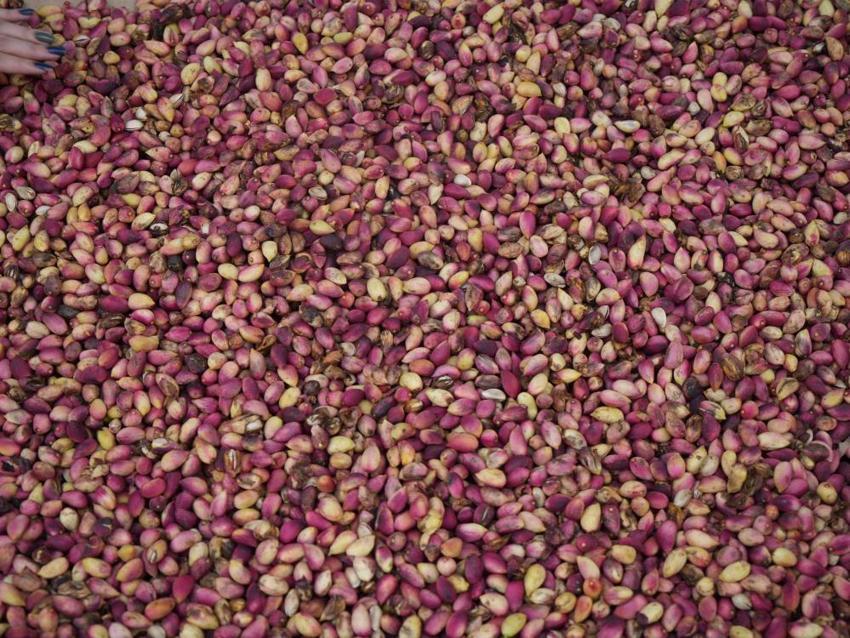Gaziantep'in yeşil altını tezgahlara çıktı! İlk mahsulün kilosu 1200 TL'yi buldu