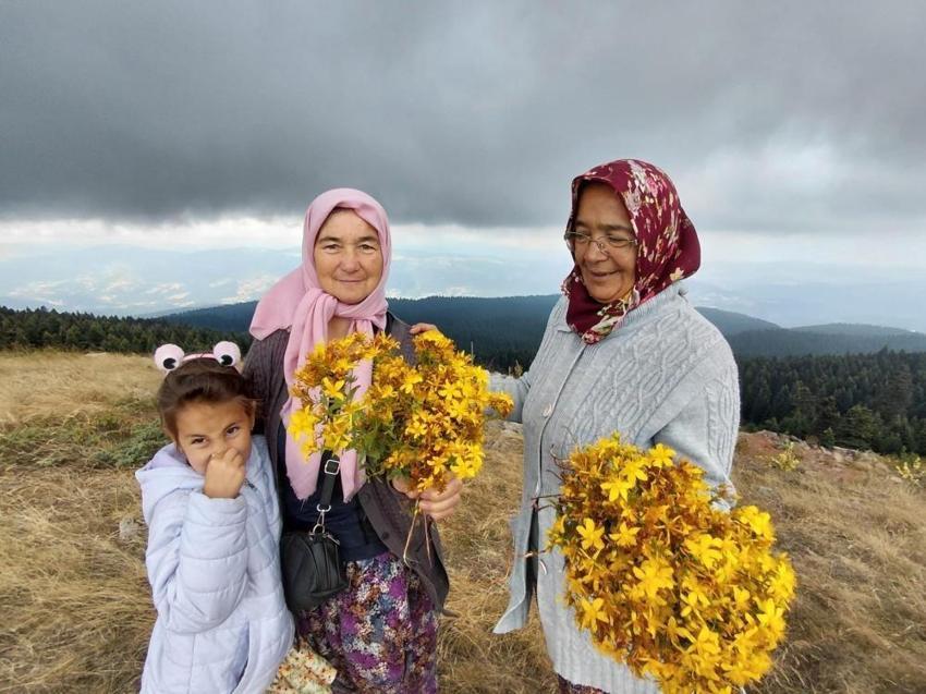 Bolu'da şifa mesaisi: Bin 850 metre rakımda topladılar