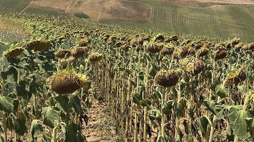 Trakya'da tarlalara sarı altın bereketi: Dekar başına 225 kilo aşılacak! 'Yağışlar kurtardı ama son sıcaklar korkuttu'
