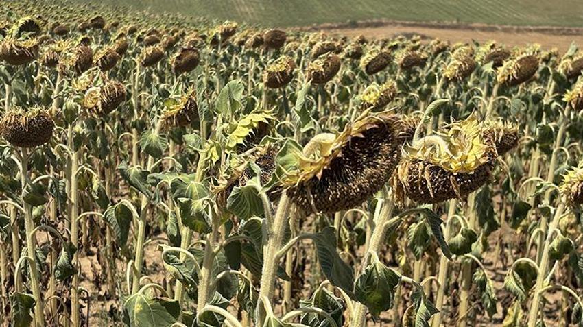 Trakya'da tarlalara sarı altın bereketi: Dekar başına 225 kilo aşılacak! 'Yağışlar kurtardı ama son sıcaklar korkuttu'