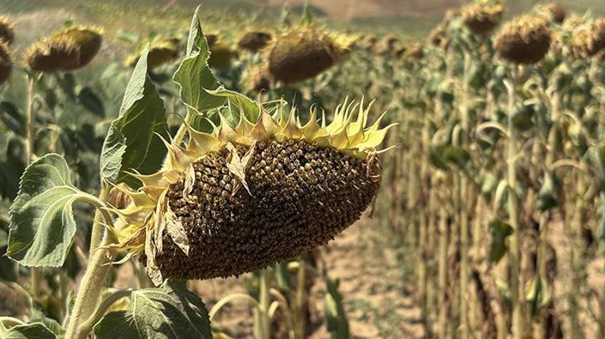 Trakya'da tarlalara sarı altın bereketi: Dekar başına 225 kilo aşılacak! 'Yağışlar kurtardı ama son sıcaklar korkuttu'