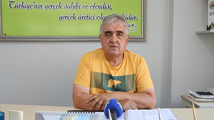 Trakya'da tarlalara sarı altın bereketi: Dekar başına 225 kilo aşılacak! 'Yağışlar kurtardı ama son sıcaklar korkuttu'