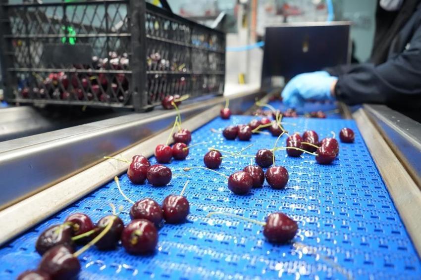Niğde'de hasat başlayınca talep patladı! Dubai ve Avrupa'dan sipariş yağıyor