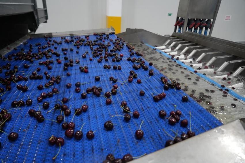 Niğde'de hasat başlayınca talep patladı! Dubai ve Avrupa'dan sipariş yağıyor