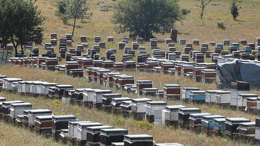 Devlet desteğini alan çiftçi kendi işinin patronu oldu! 900 kovanla rekora koşuyor