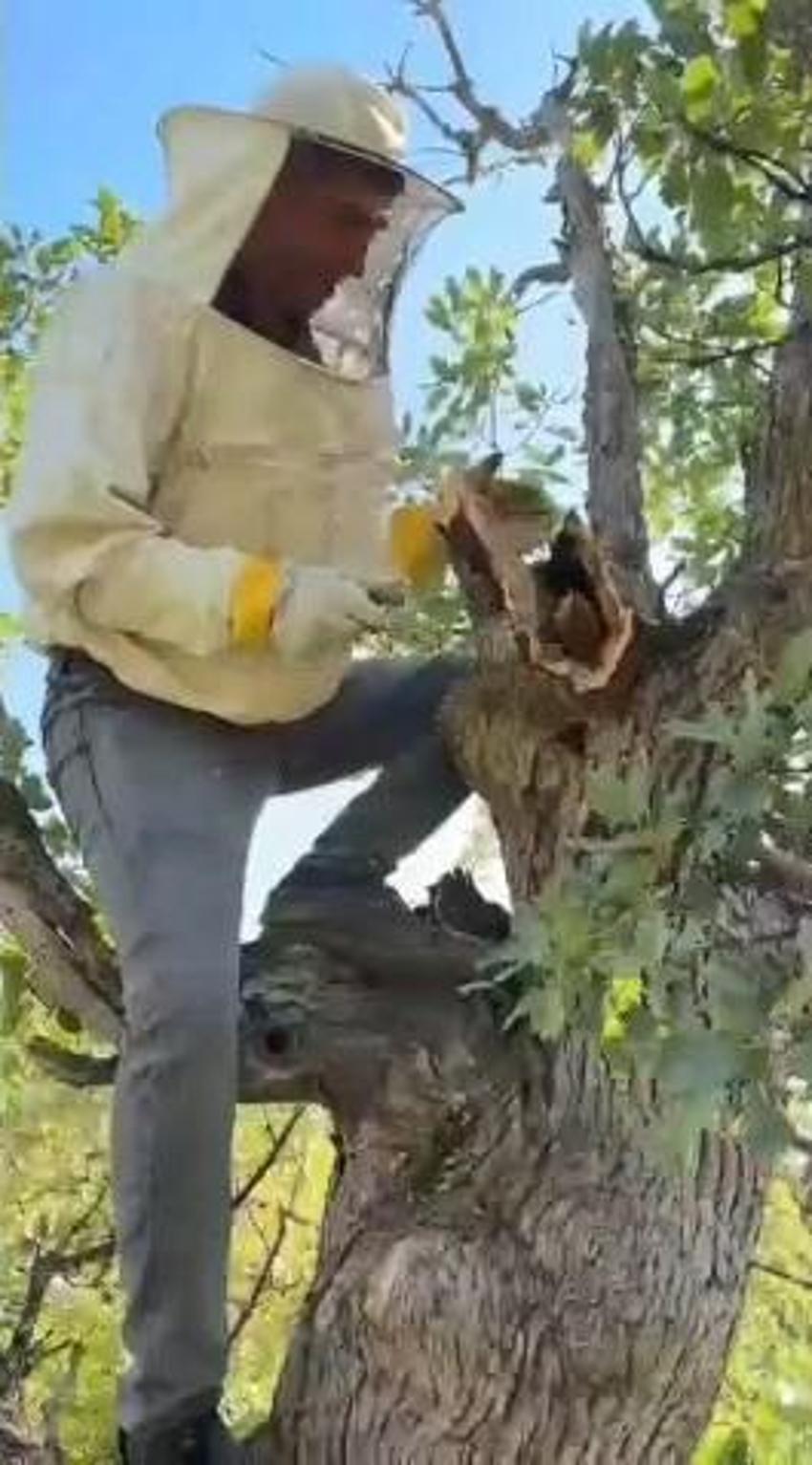 Meşe ağacının gövdesinden 3 kilo bal çıktı