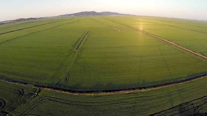 Kuraklık sona erdi, çeltik üreticisinin yüzü güldü! Edirne’de hasat heyecanı başladı