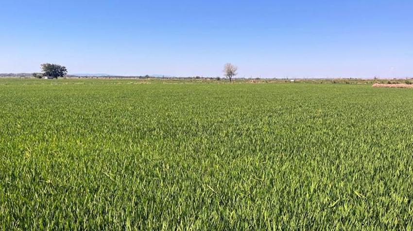 Kuraklık sona erdi, çeltik üreticisinin yüzü güldü! Edirne’de hasat heyecanı başladı