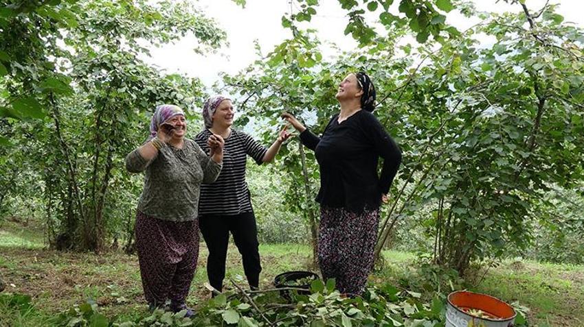 Karadeniz'de horonlu fındık hasadı başladı! İşçilerin yevmiyesi belli oldu