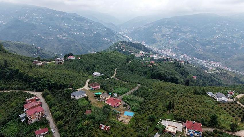 Karadeniz'de horonlu fındık hasadı başladı! İşçilerin yevmiyesi belli oldu