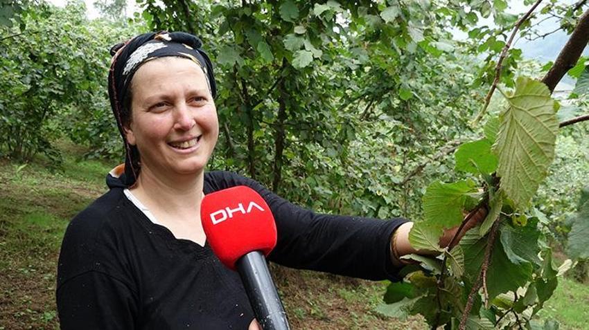 Karadeniz'de horonlu fındık hasadı başladı! İşçilerin yevmiyesi belli oldu