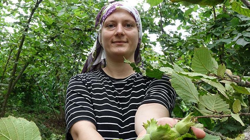 Karadeniz'de horonlu fındık hasadı başladı! İşçilerin yevmiyesi belli oldu