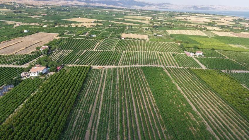 Elazığ bağlarında erkenci üzüm hasadı heyecanı: Geçen yıl don vurmuştu, bu yıl adeta bereket yağdı!