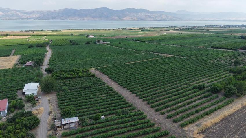 Elazığ bağlarında erkenci üzüm hasadı heyecanı: Geçen yıl don vurmuştu, bu yıl adeta bereket yağdı!