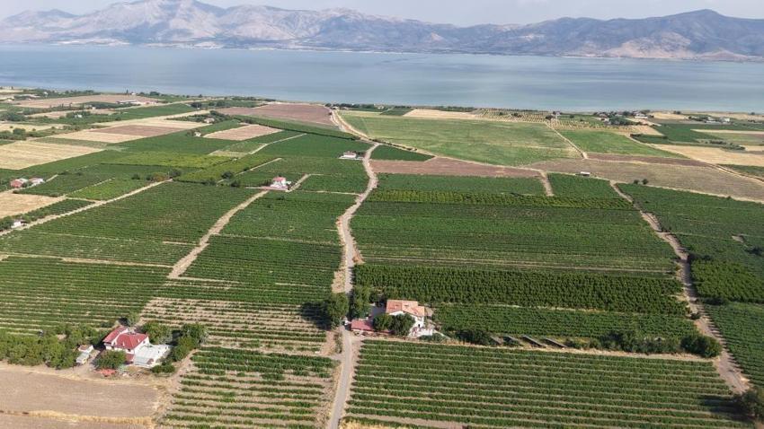 Elazığ bağlarında erkenci üzüm hasadı heyecanı: Geçen yıl don vurmuştu, bu yıl adeta bereket yağdı!