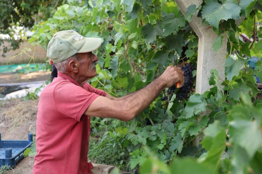 Elazığ bağlarında erkenci üzüm hasadı heyecanı: Geçen yıl don vurmuştu, bu yıl adeta bereket yağdı!