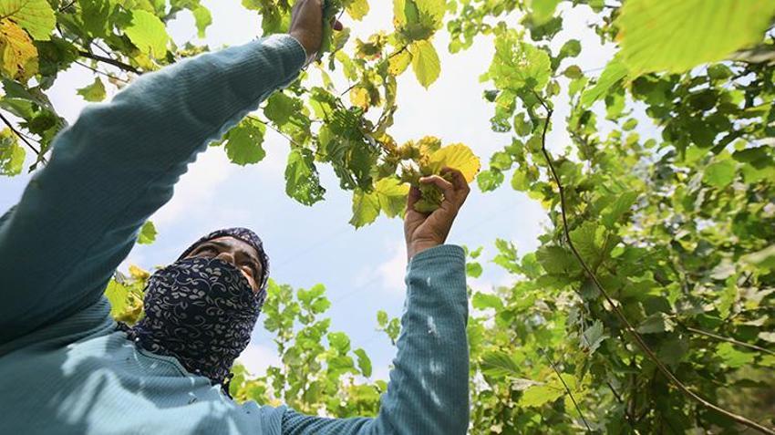 Düzce’de dev hasat sezonu öncesi günlük yevmiyeler belli oldu: 9 bin işçi fındık bahçelerine indi!