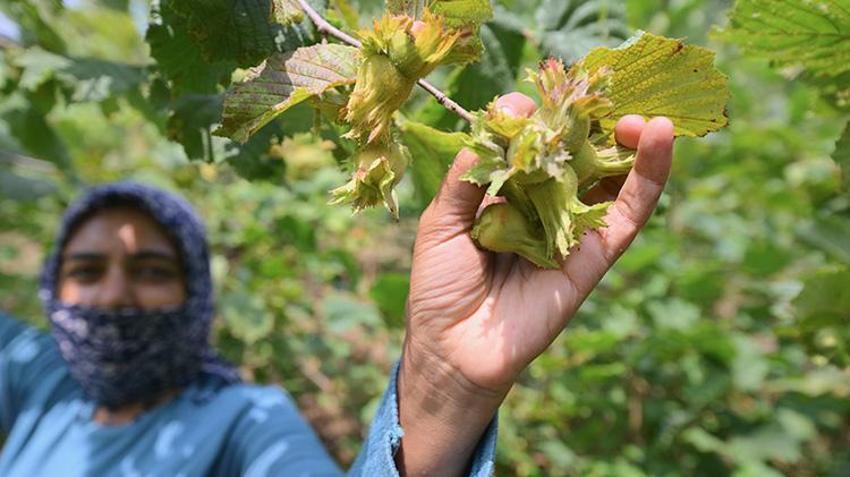 Düzce’de dev hasat sezonu öncesi günlük yevmiyeler belli oldu: 9 bin işçi fındık bahçelerine indi!
