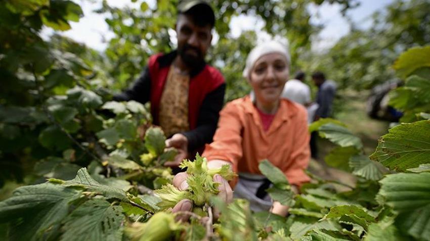 Düzce’de dev hasat sezonu öncesi günlük yevmiyeler belli oldu: 9 bin işçi fındık bahçelerine indi!