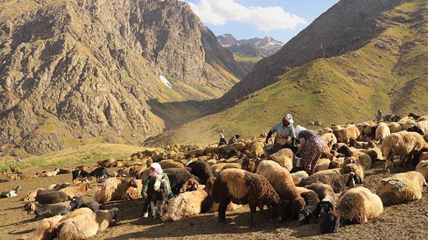Hakkari yaylalarında kadınların emeği berekete dönüşüyor: Şemdinli'de geleneksel sağım mesaisi sürüyor!