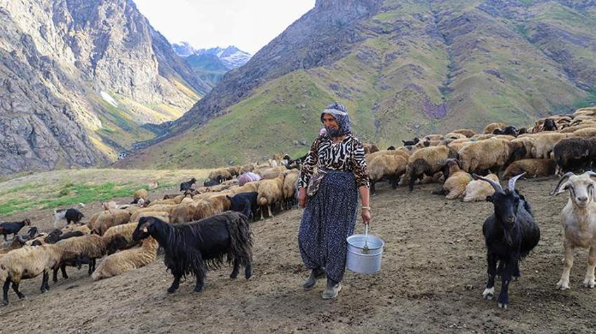Hakkari yaylalarında kadınların emeği berekete dönüşüyor: Şemdinli'de geleneksel sağım mesaisi sürüyor!
