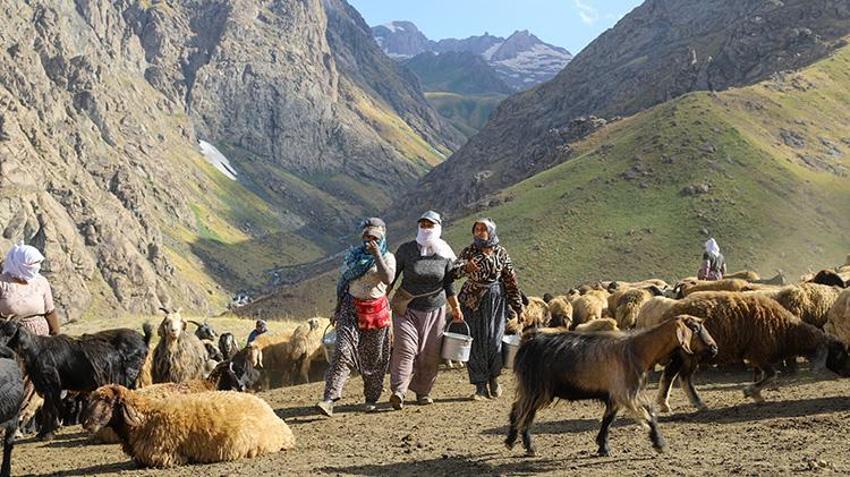 Hakkari yaylalarında kadınların emeği berekete dönüşüyor: Şemdinli'de geleneksel sağım mesaisi sürüyor!