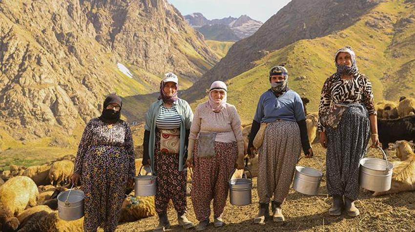 Hakkari yaylalarında kadınların emeği berekete dönüşüyor: Şemdinli'de geleneksel sağım mesaisi sürüyor!