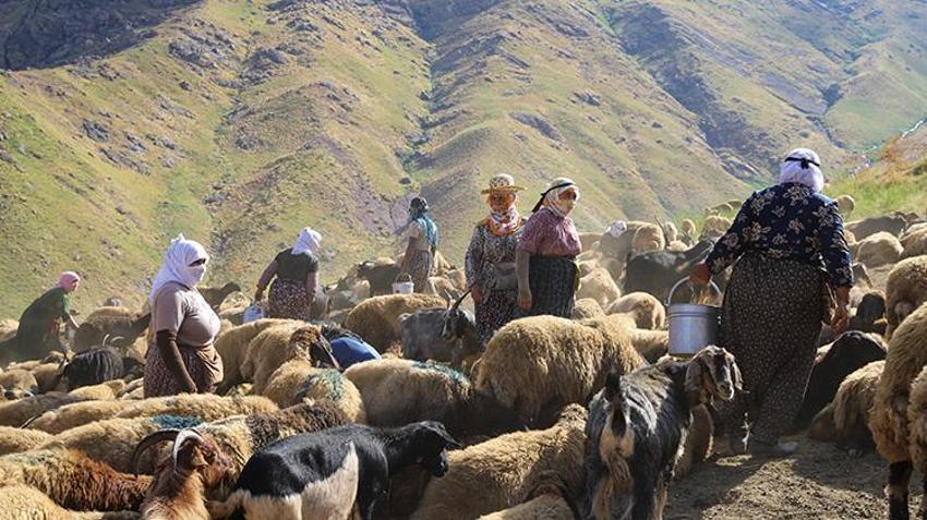 Hakkari yaylalarında kadınların emeği berekete dönüşüyor: Şemdinli'de geleneksel sağım mesaisi sürüyor!