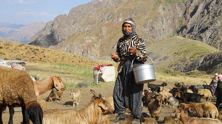 Hakkari yaylalarında kadınların emeği berekete dönüşüyor: Şemdinli'de geleneksel sağım mesaisi sürüyor!
